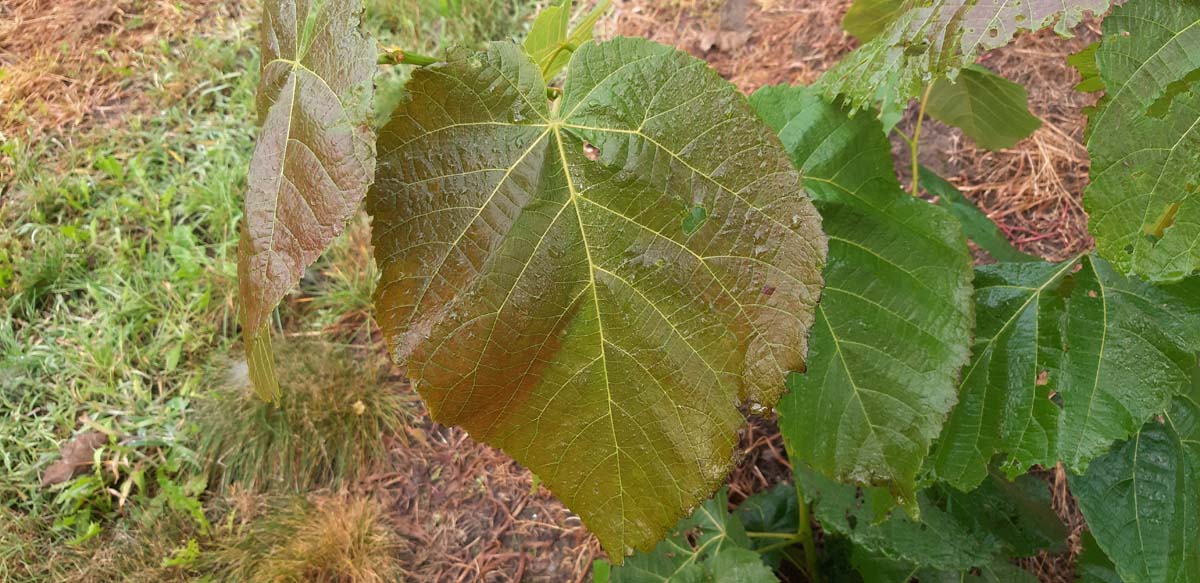 Tilia americana 'Neglect' leiboom blad