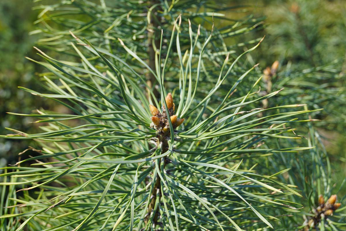 Pinus sylvestris 'Candlelight' naald