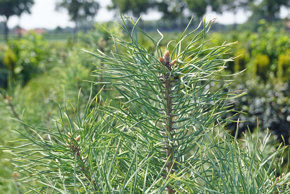 Pinus sylvestris 'Candlelight' Tuinplanten naald