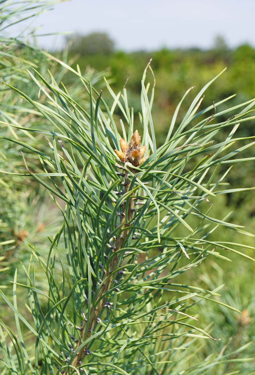 Pinus sylvestris 'Candlelight' Tuinplanten naald