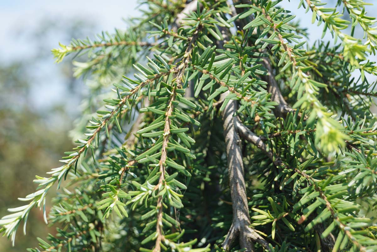 Tsuga heterophylla 'Thorsen's Weeping' Tuinplanten