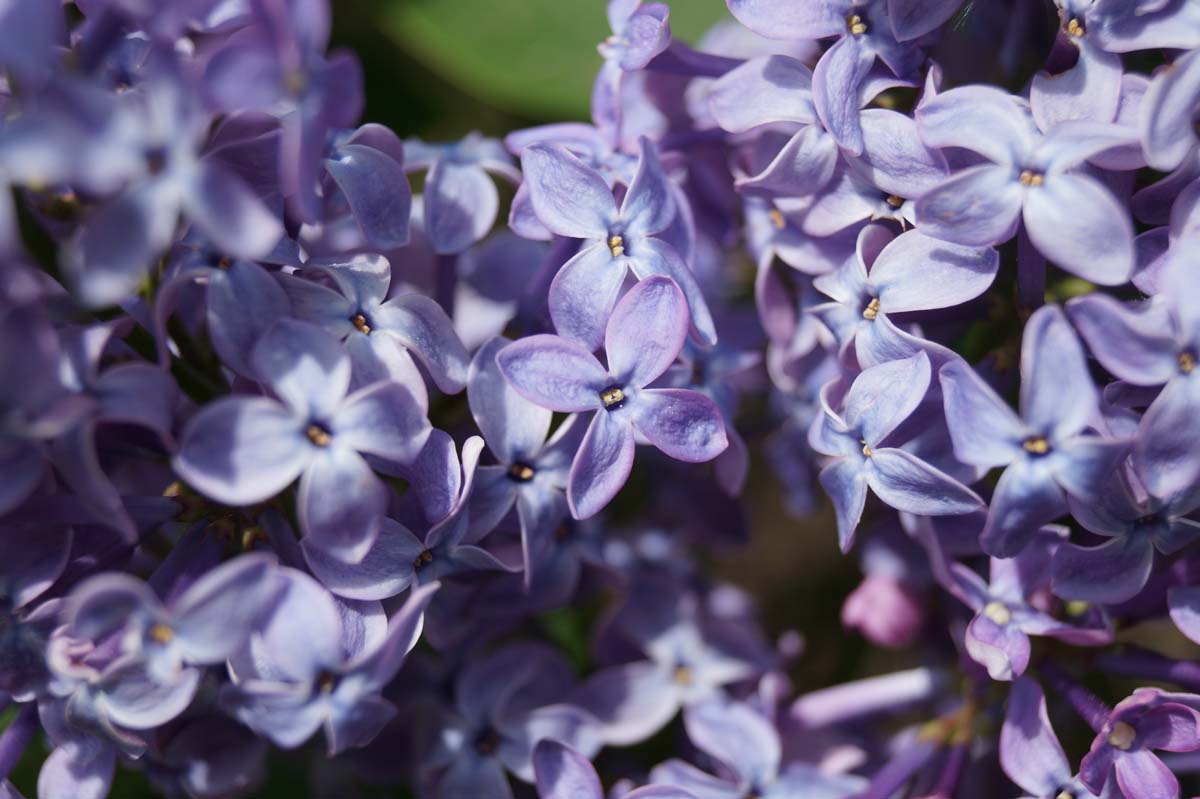 Syringa vulgaris 'Prairie Petite' meerstammig / struik