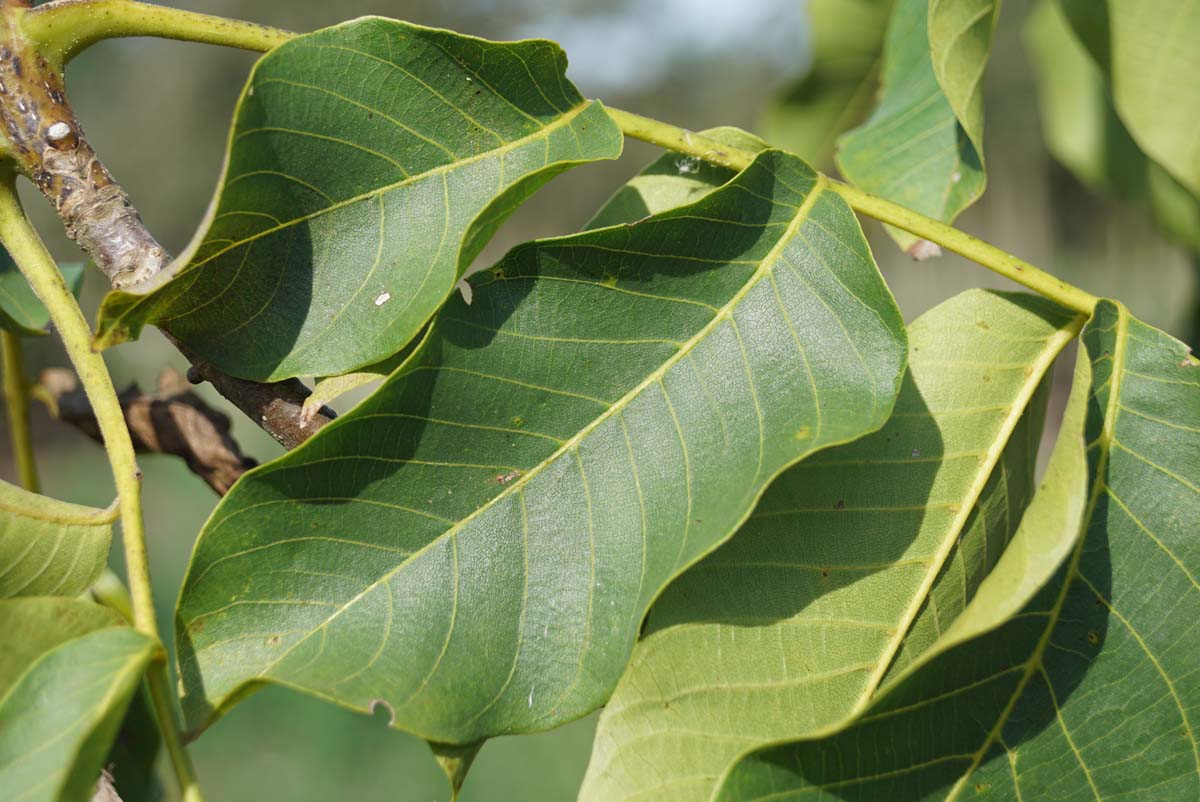Juglans regia 'Menen' op stam