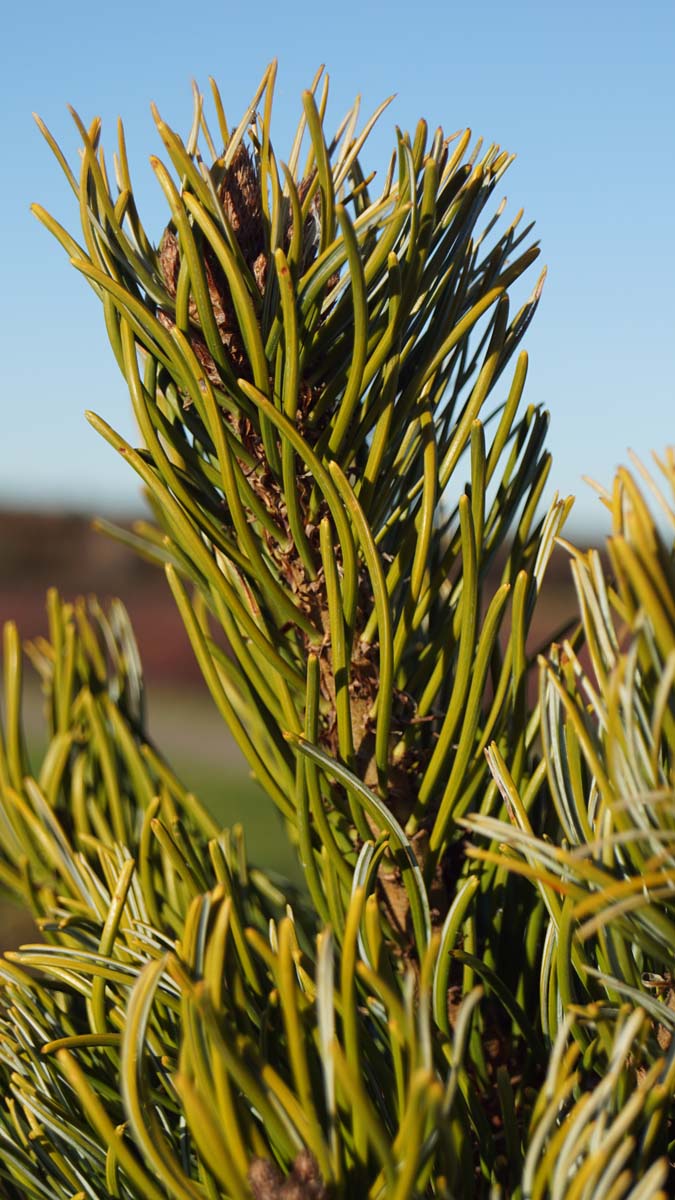Pinus parviflora 'Aoi' Tuinplanten