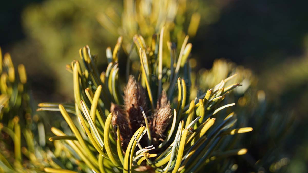 Pinus parviflora 'Aoi' Tuinplanten