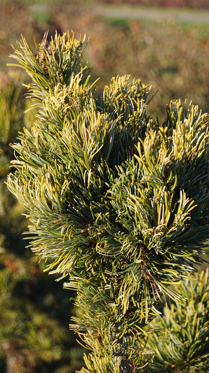 Pinus parviflora 'Aoi' Tuinplanten