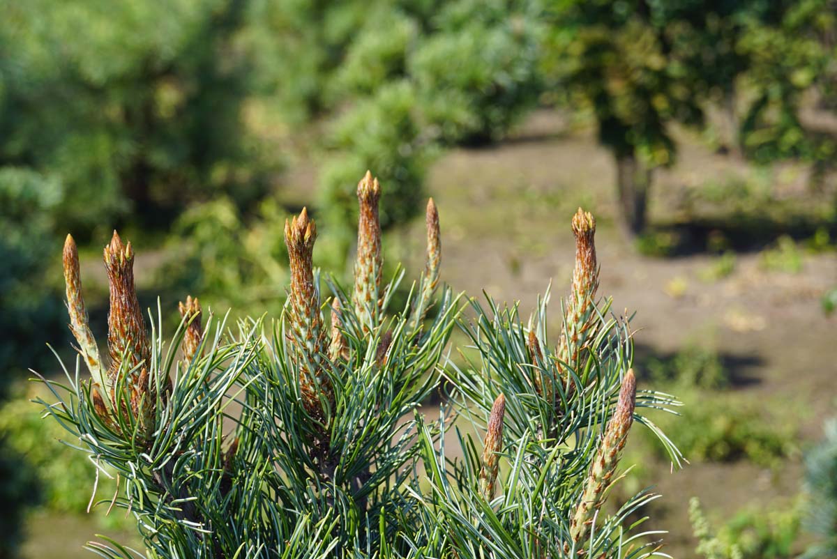 Pinus parviflora 'Iri-fune' twijg