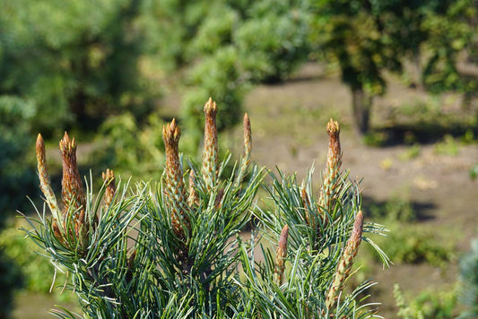 Pinus parviflora 'Iri-fune' Tuinplanten twijg