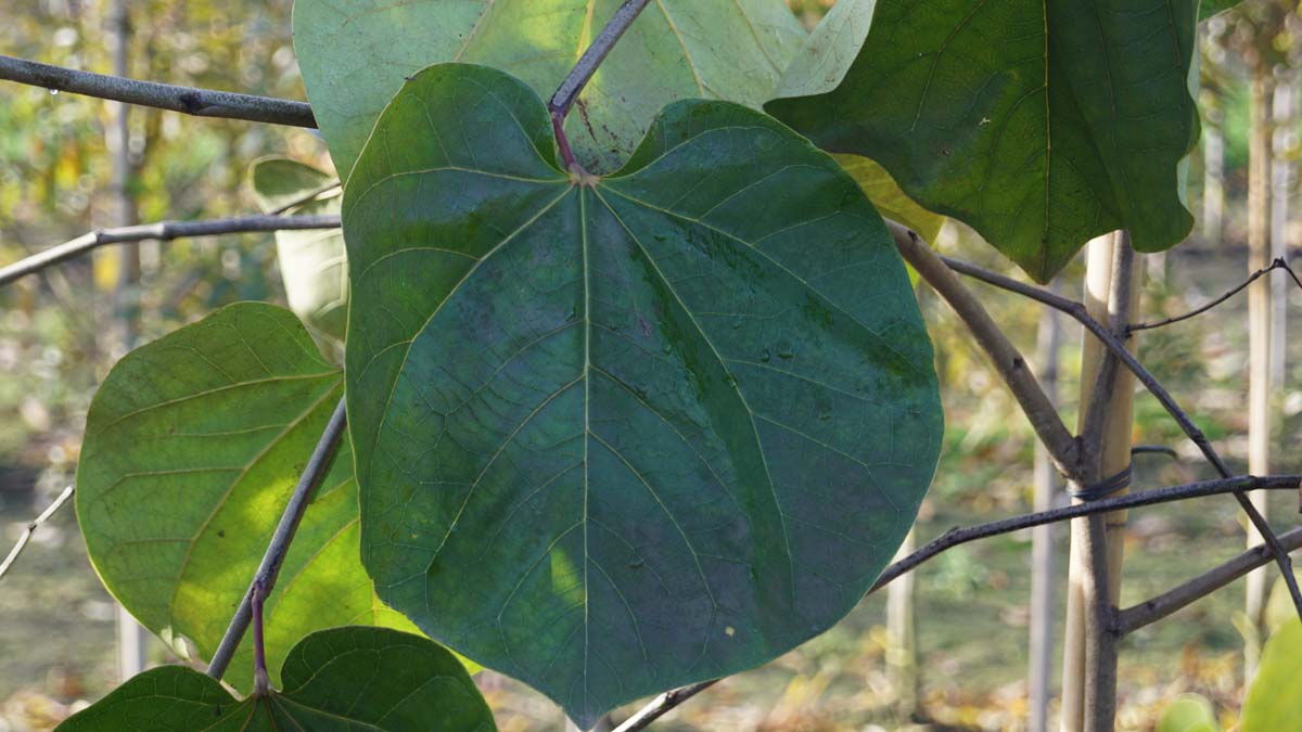 Cercis glabra op stam blad