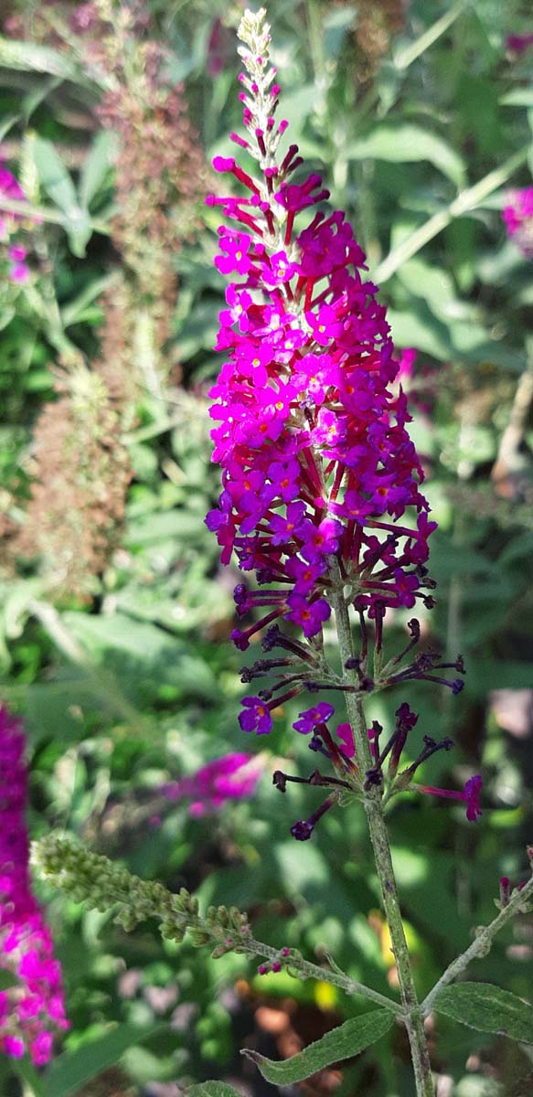 Buddleja 'SRPBUD374'