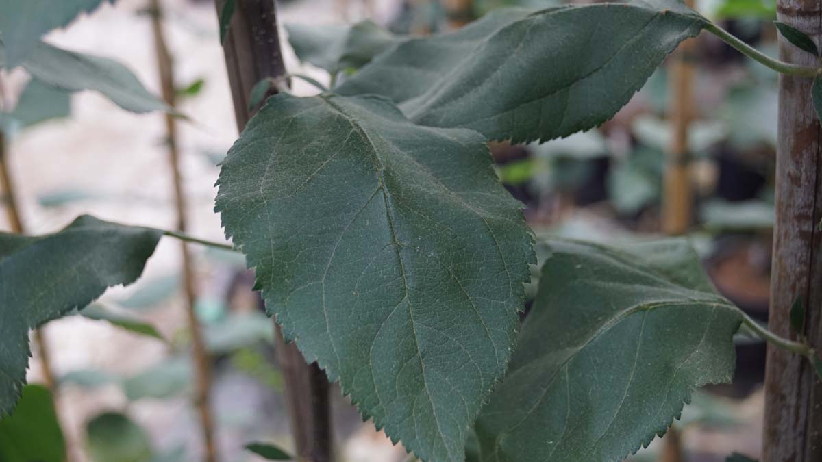 Malus 'Slogan' op stam