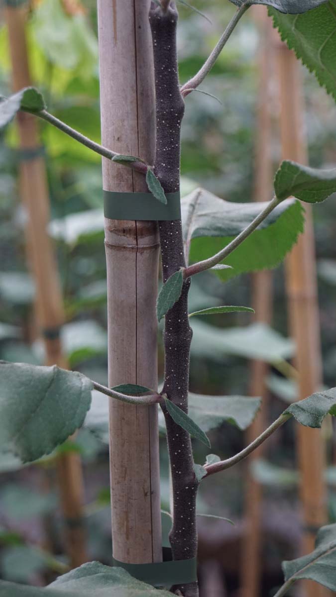 Malus 'Slogan' op stam