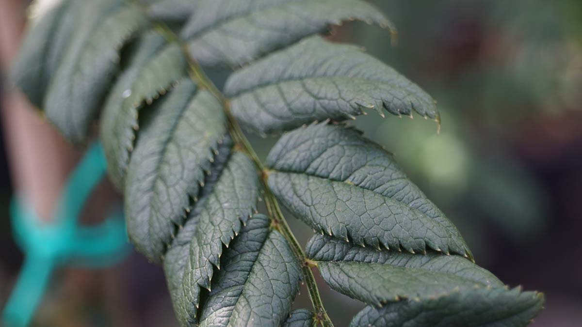 Sorbus glomerulata op stam