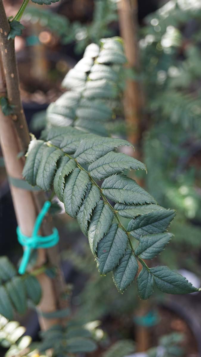 Sorbus glomerulata op stam