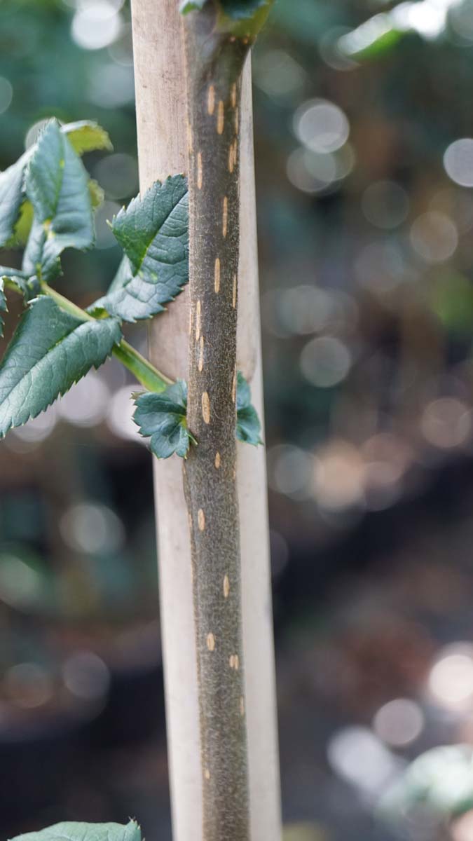 Sorbus glomerulata op stam