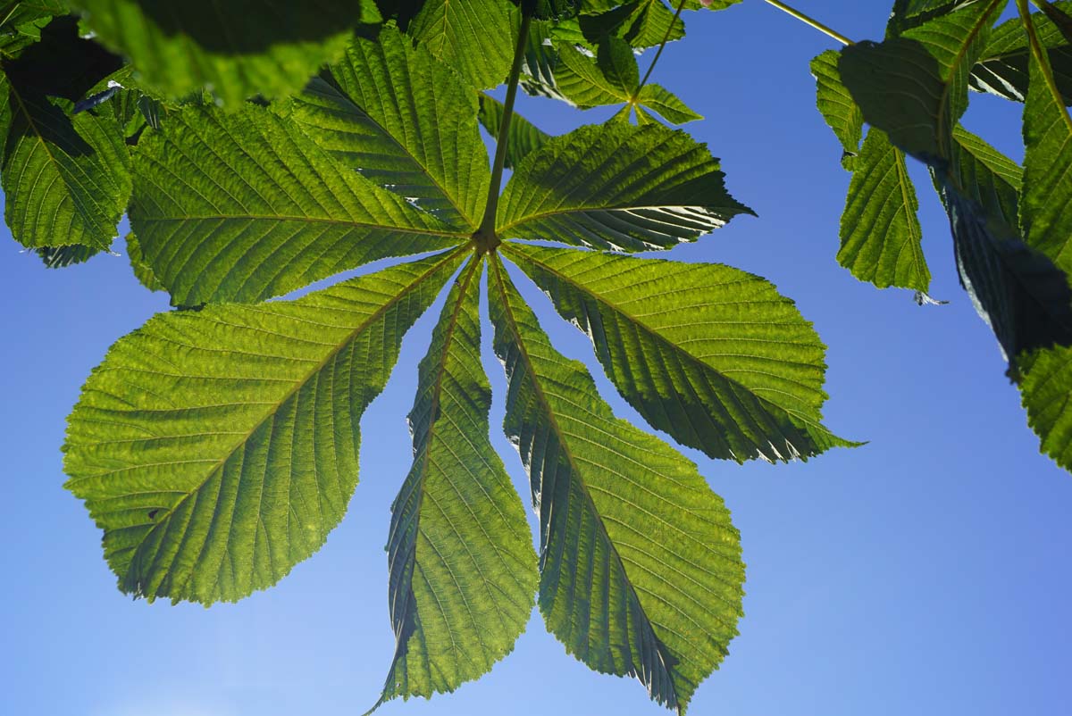 Aesculus hippocastanum 'Lichtenvoorde' op stam