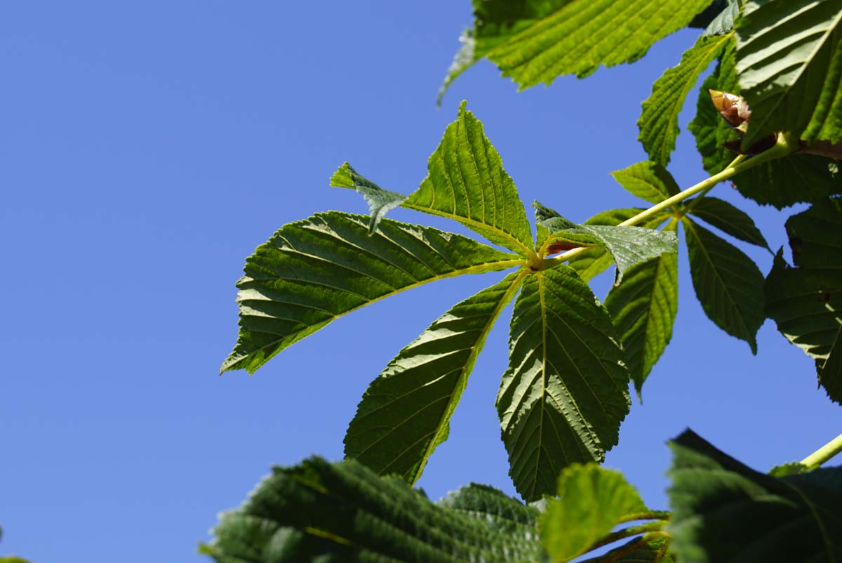Aesculus hippocastanum 'Lichtenvoorde' op stam