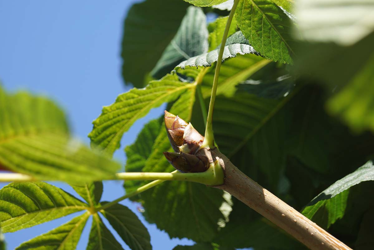 Aesculus hippocastanum 'Lichtenvoorde' op stam