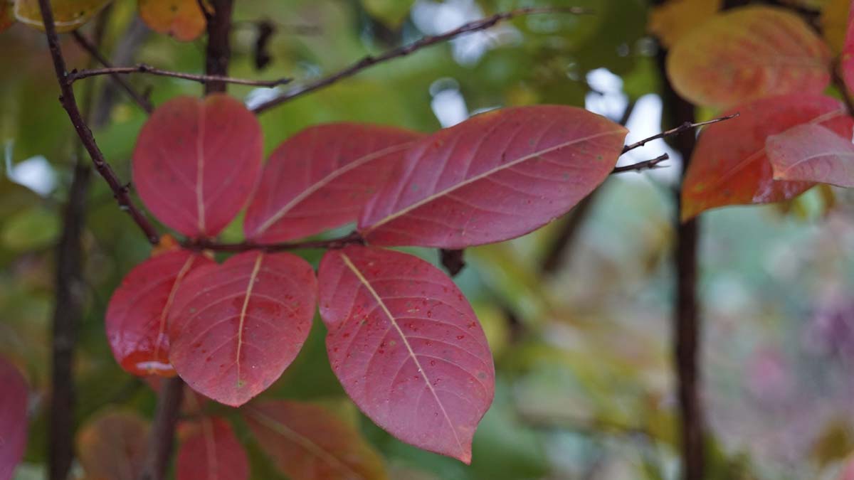 Lagerstroemia 'Lipan' Tuinplanten