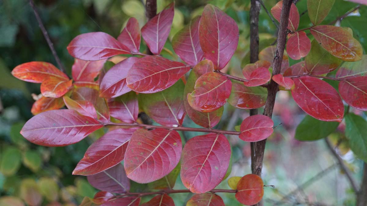 Lagerstroemia 'Lipan' Tuinplanten