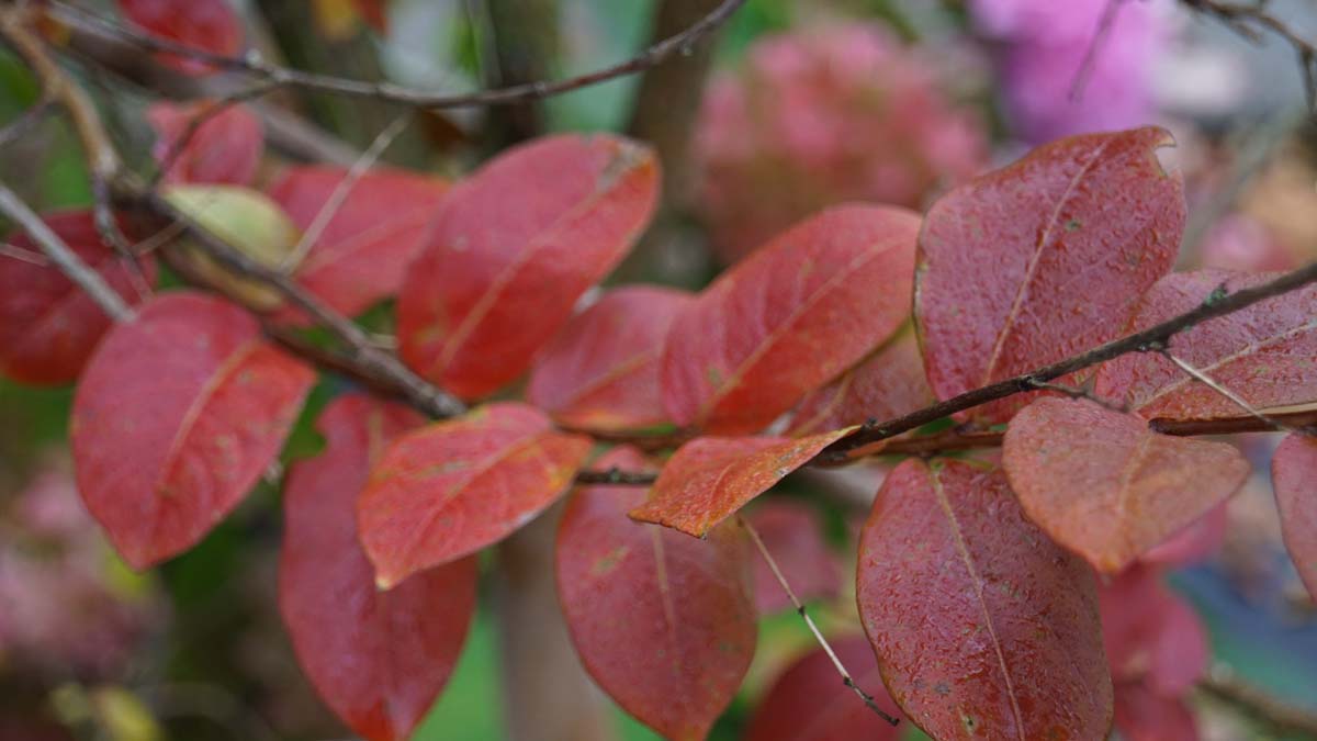 Lagerstroemia 'Lipan' op stam