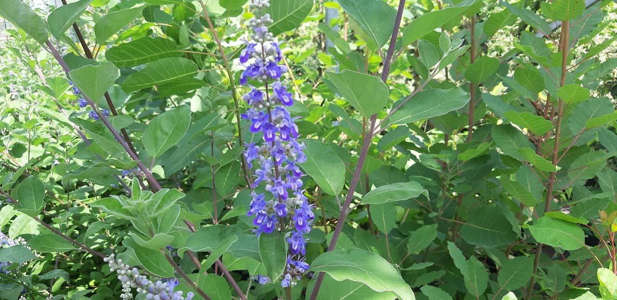Vitex 'Daniel Searle' meerstammig / struik