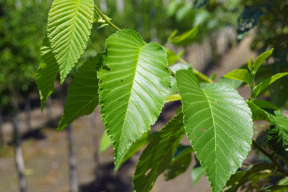 Ulmus 'Olmen' op stam blad