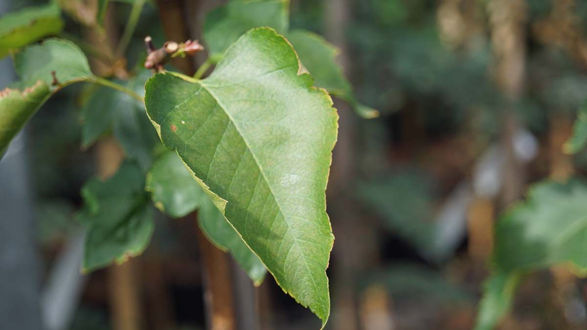 Crataegus phaenopyrum 'Brilliant Red' Tuinplanten
