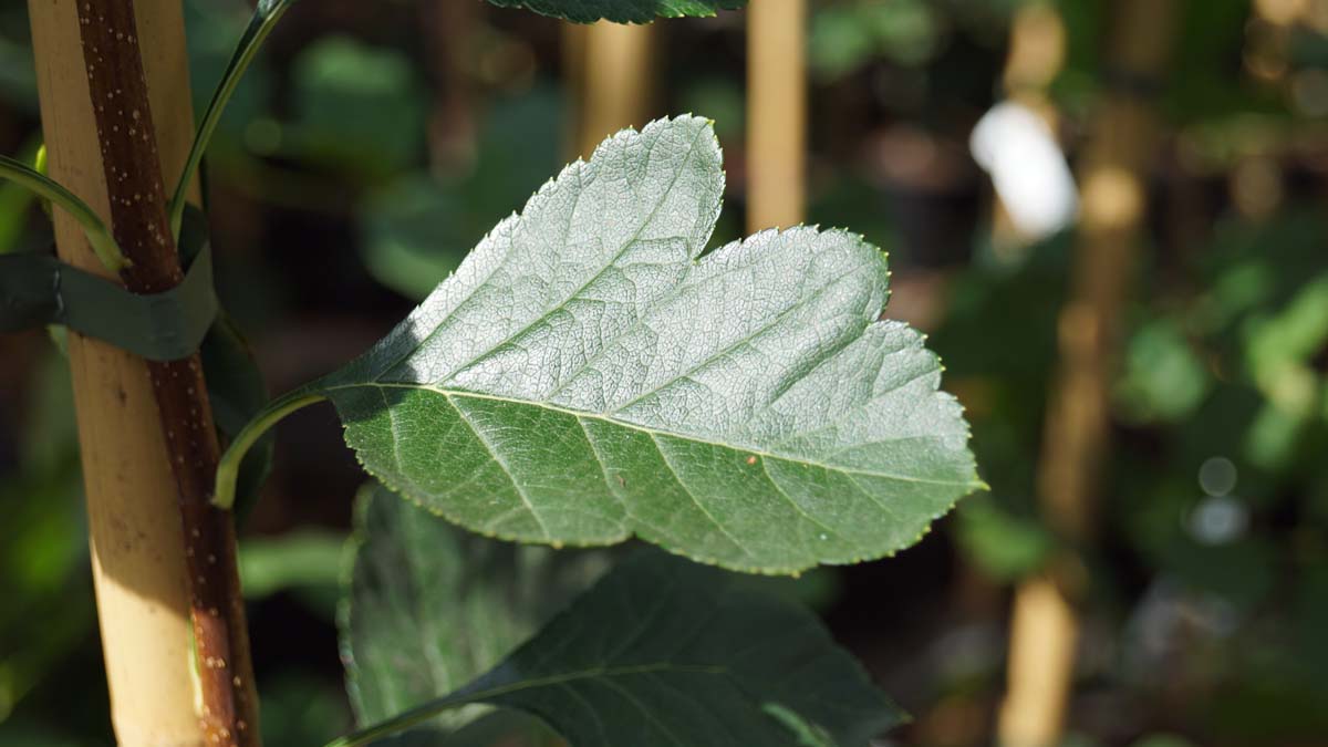 Crataegus pinnatifida 'Big Ball' op stam