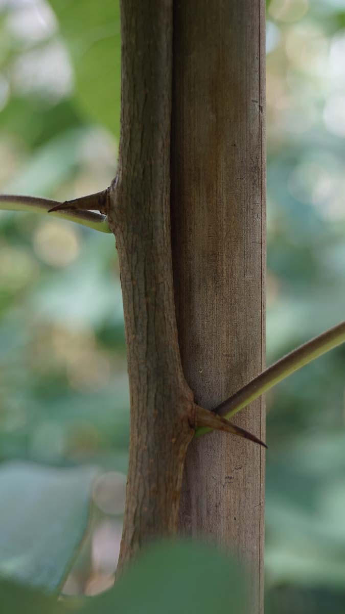Maclura pomifera 'Oak Ridge' op stam