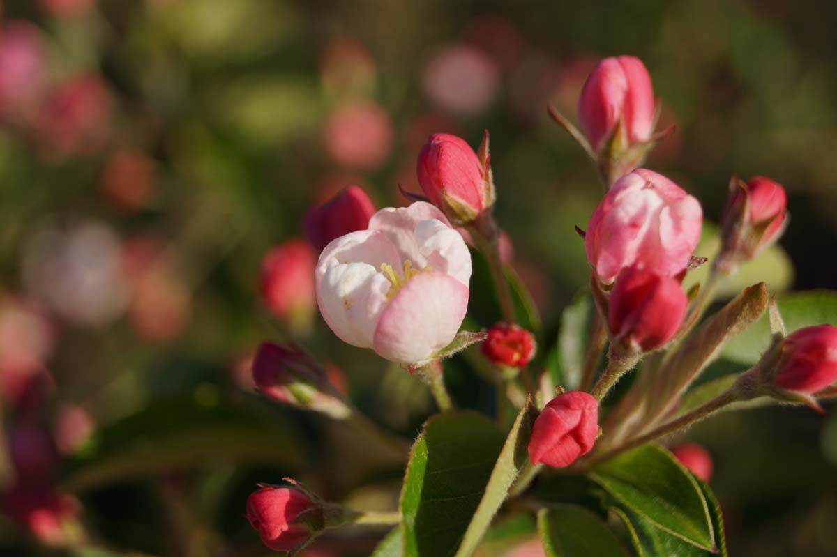 Malus 'Golden Henry' Tuinplanten bloem