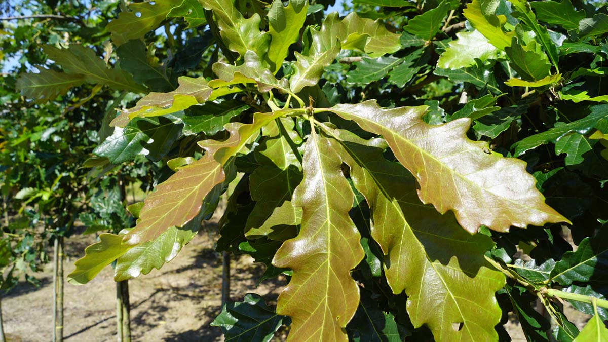Quercus vilmoriniana 'Limburg' op stam