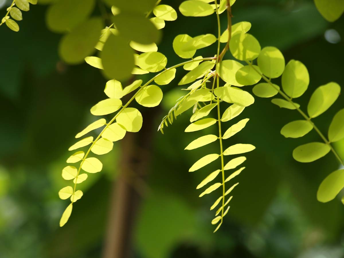 Robinia pseudoacacia 'Spierings Gold' op stam blad