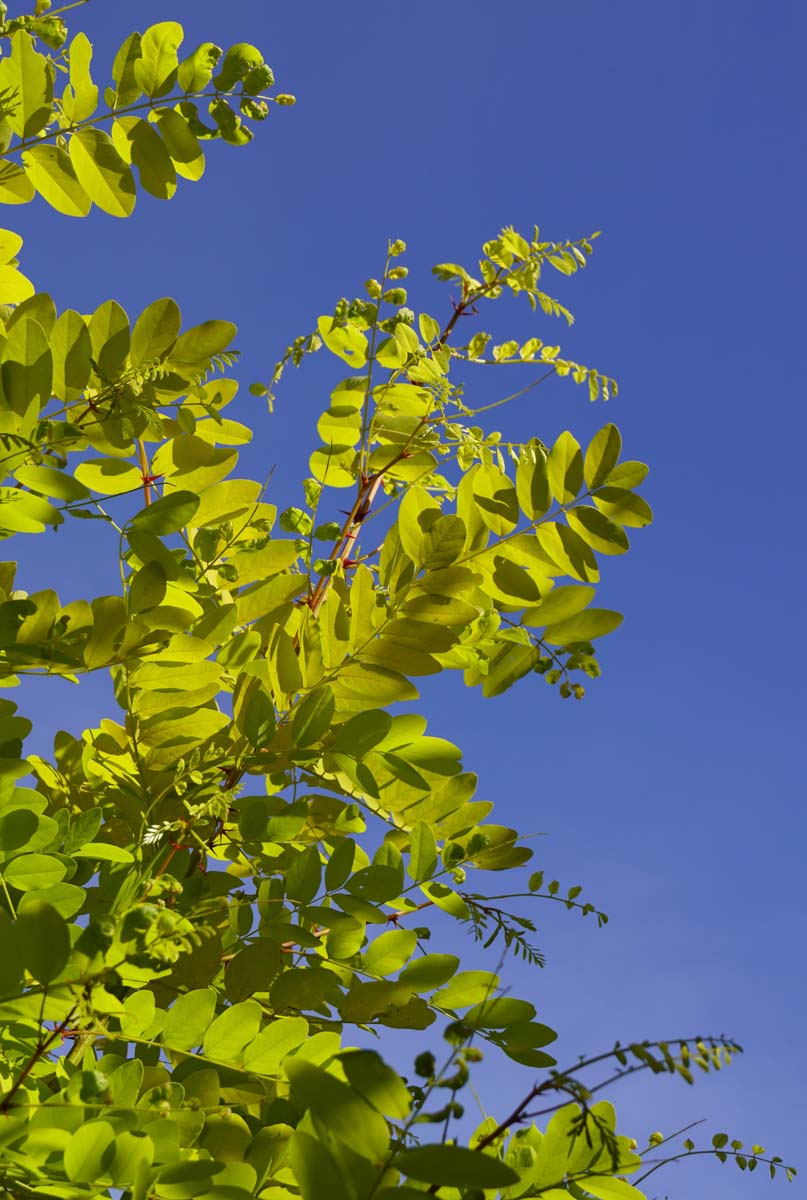 Robinia pseudoacacia 'Spierings Gold' op stam