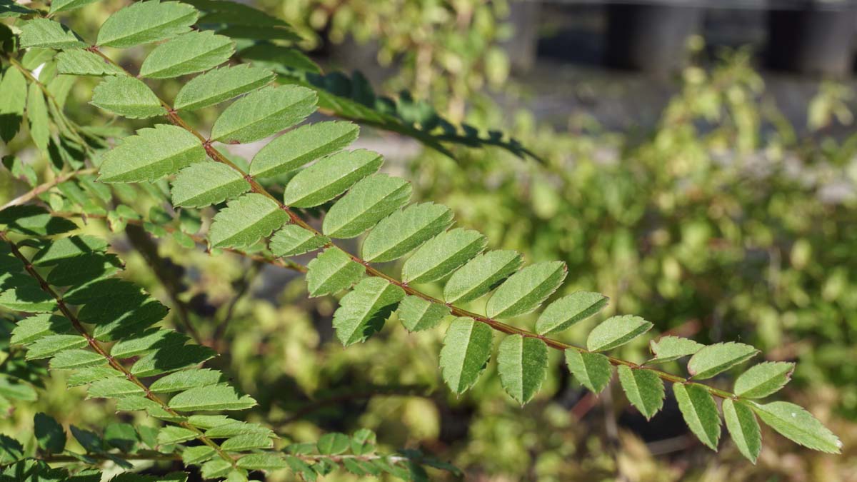 Sorbus frutescens albocarmesinae Tuinplanten blad