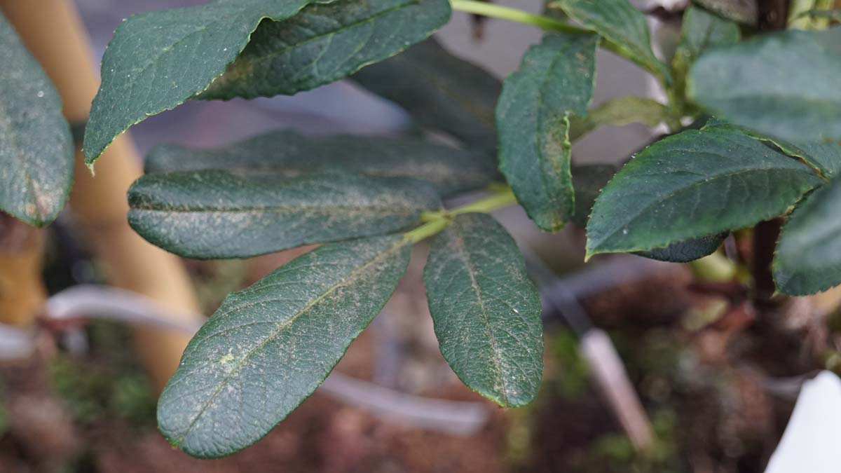Sorbus harrowiana