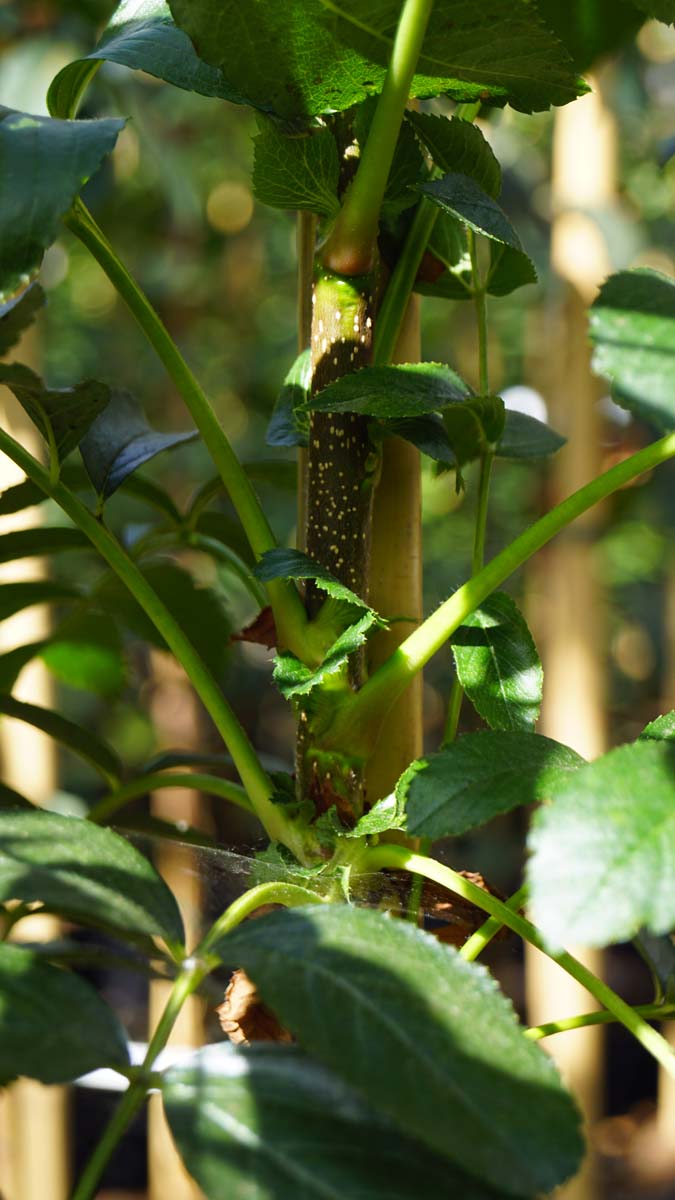 Sorbus wilsoniana Tuinplanten