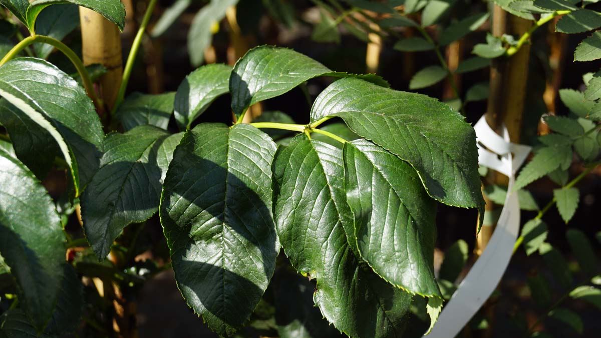 Sorbus wilsoniana Tuinplanten