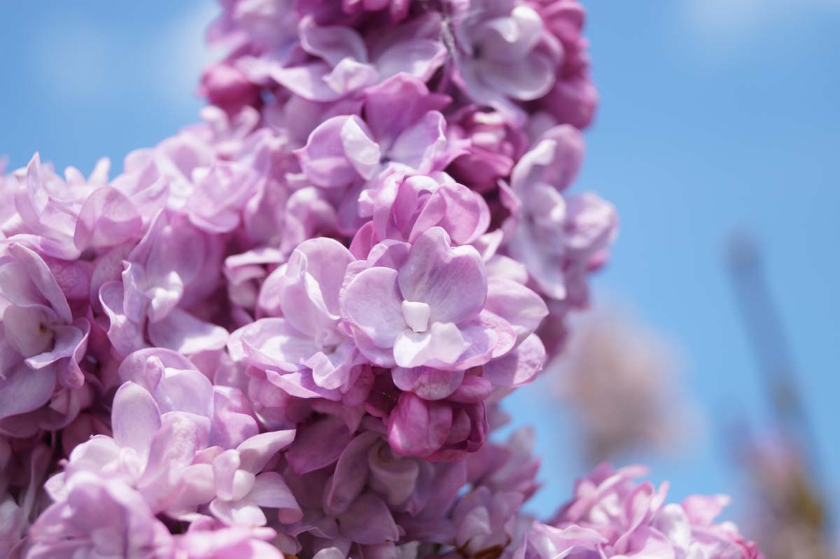 Syringa vulgaris 'Addie Tischler' meerstammig / struik