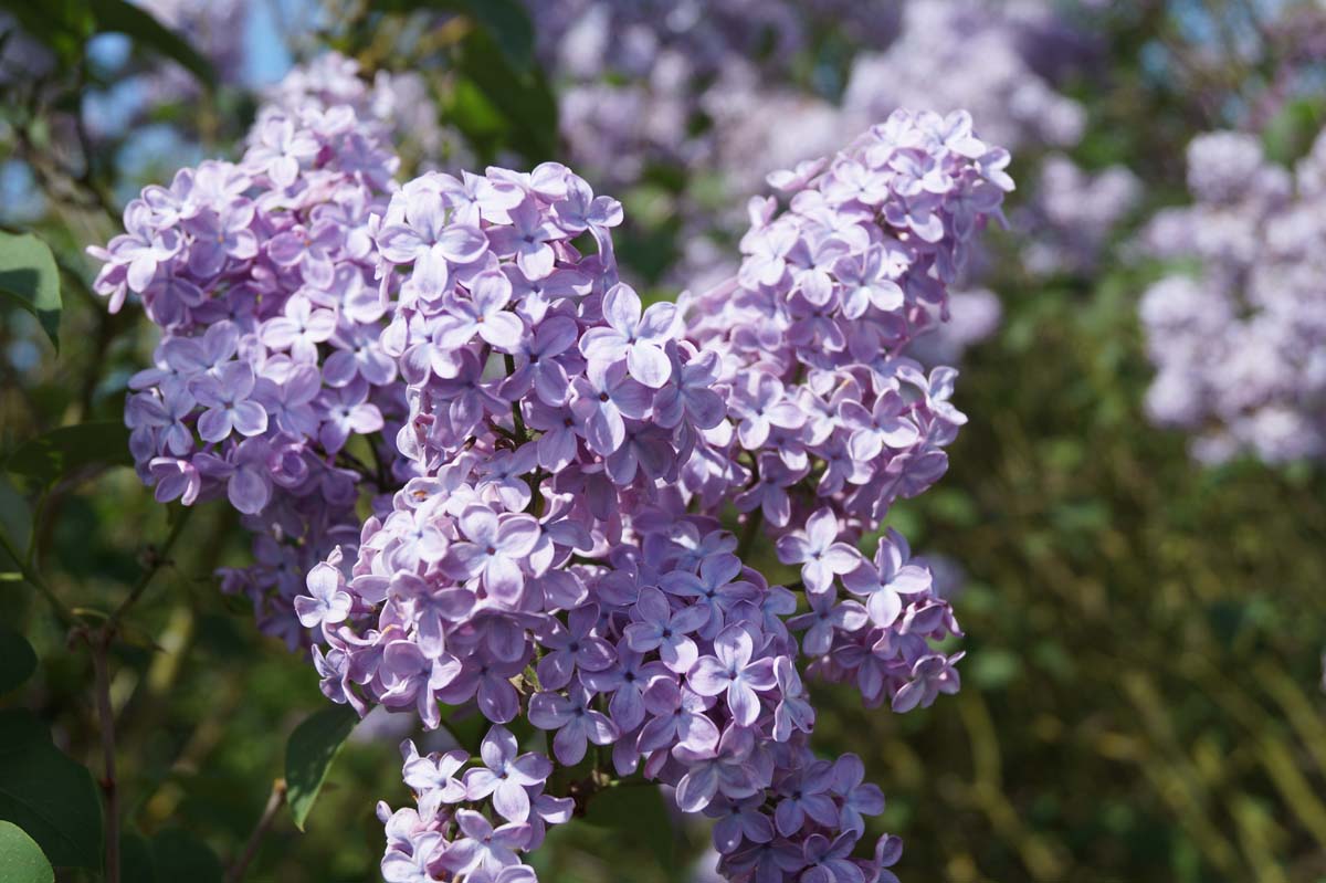 Syringa vulgaris 'Blue Skies' meerstammig / struik