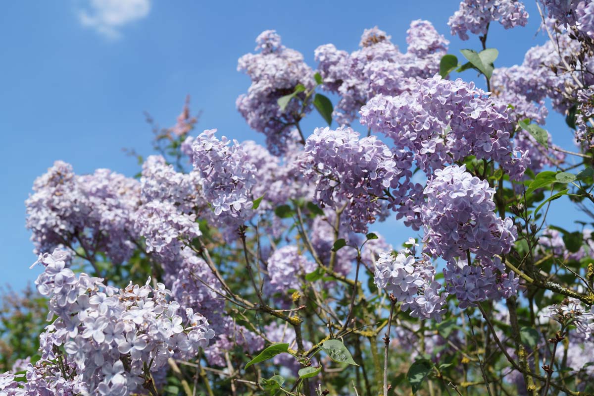 Syringa vulgaris 'Blue Skies' meerstammig / struik