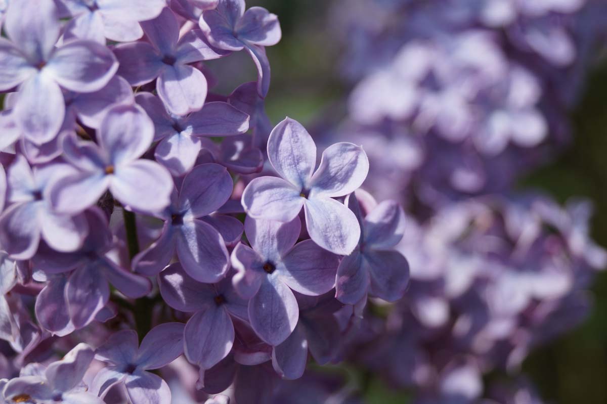 Syringa vulgaris 'Blue Skies' meerstammig / struik