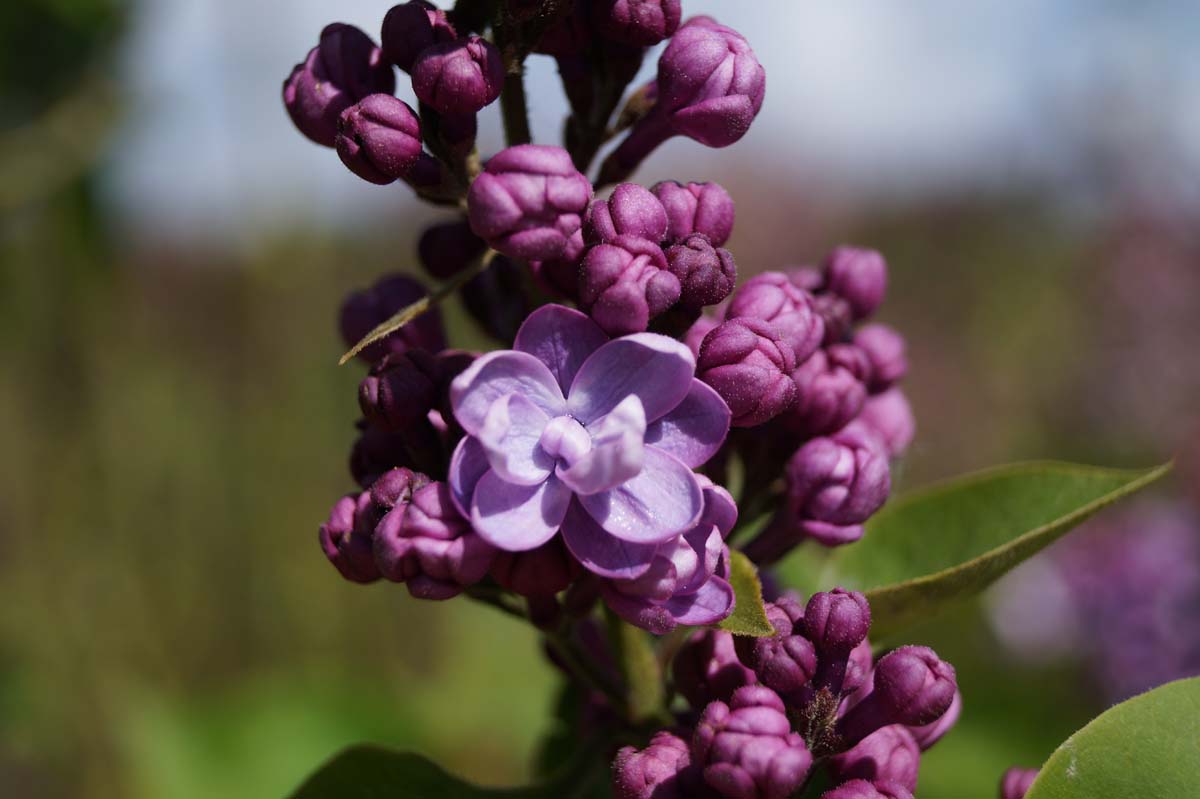 Syringa vulgaris 'Duc de Massa' meerstammig / struik