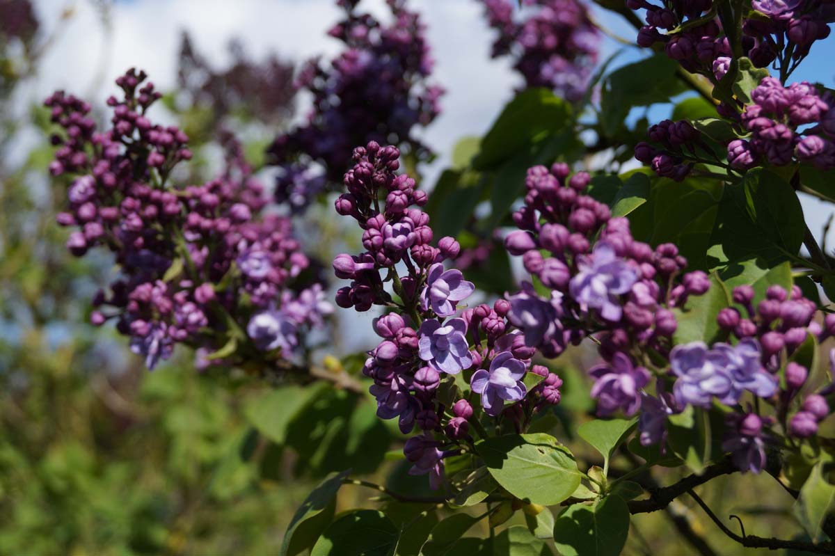 Syringa vulgaris 'Duc de Massa' meerstammig / struik