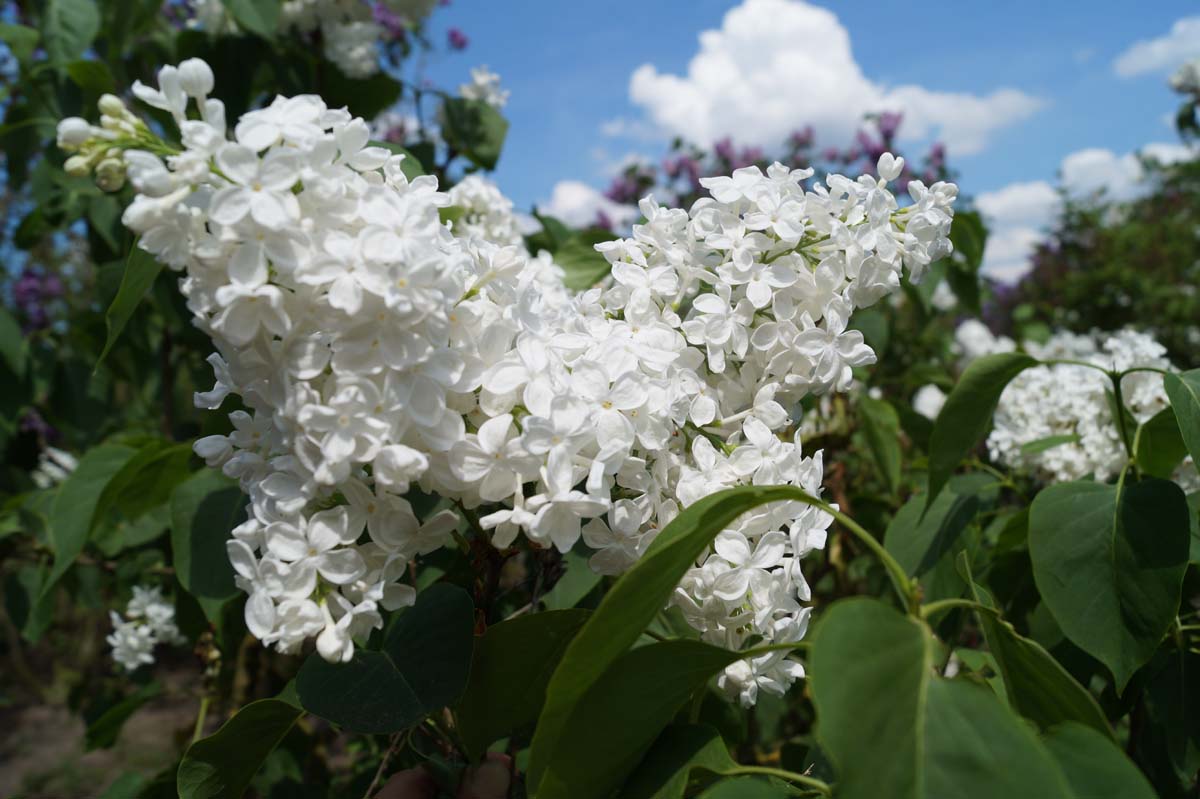 Syringa vulgaris 'Galina Ulanova' meerstammig / struik