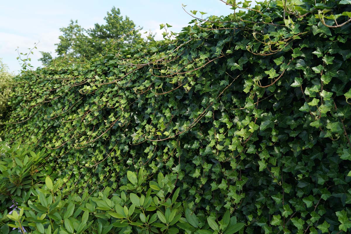 Hedera helix haagplant