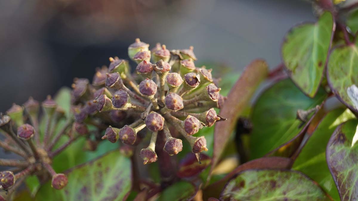 Hedera hibernica 'Arbori Compact'