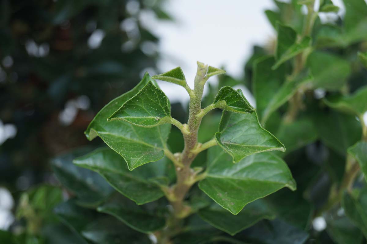 Hedera helix 'Erecta' Tuinplanten