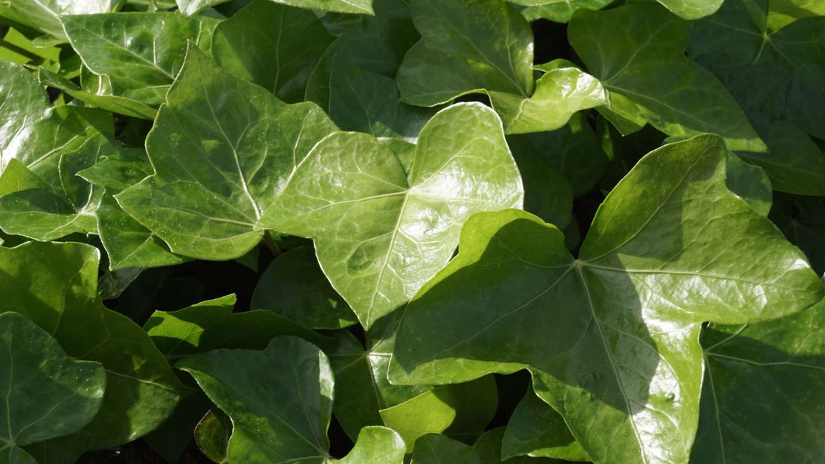 Hedera hibernica haagplant