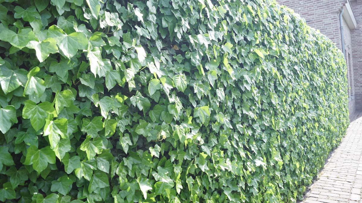 Hedera hibernica haagplant